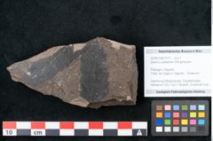 Foto (Objekt + Etikett) von Quercus palaeoilex Ettingshausen (NHMW-GEO-2024-0188-7973)
